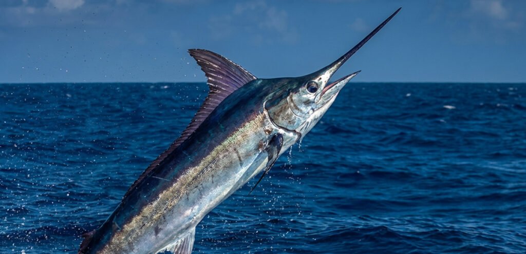 Marlin